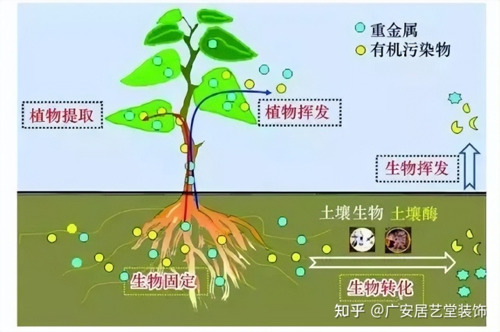 植物办公室摆放风水_办公室风水植物摆放风水禁忌_超详细舙室家具摆放风水