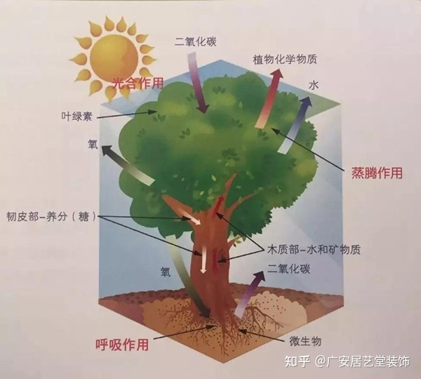 植物办公室摆放风水_办公室风水植物摆放风水禁忌_超详细舙室家具摆放风水