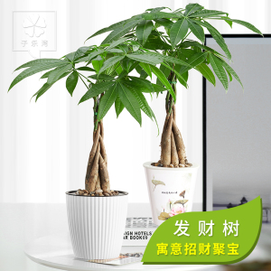 
茶楼风水中最招财的植物有哪些？发财树发财