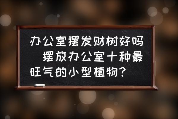 办公室摆发财树好吗(摆放办公室十种最旺气的小型植物？)