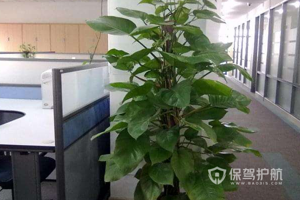 办公室风水植物摆放风水与禁忌，你知道吗？