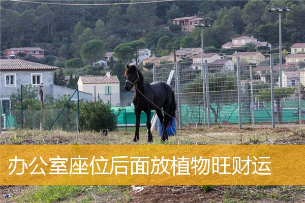 办公室摆放哪些风水植物能加财运