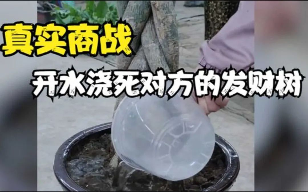 广东的老板亏了钱脸上还是有笑容的风水鱼死了一条却能把行政骂飞