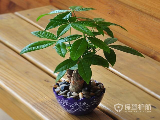 慈世堂：办公室风水植物的作用有哪些？