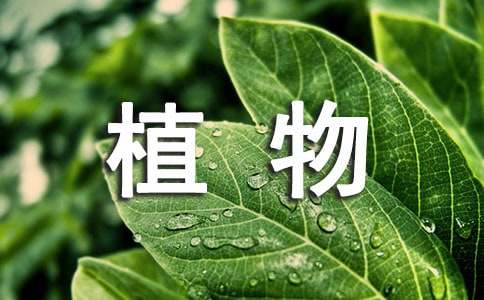 家居风水植物摆放禁忌