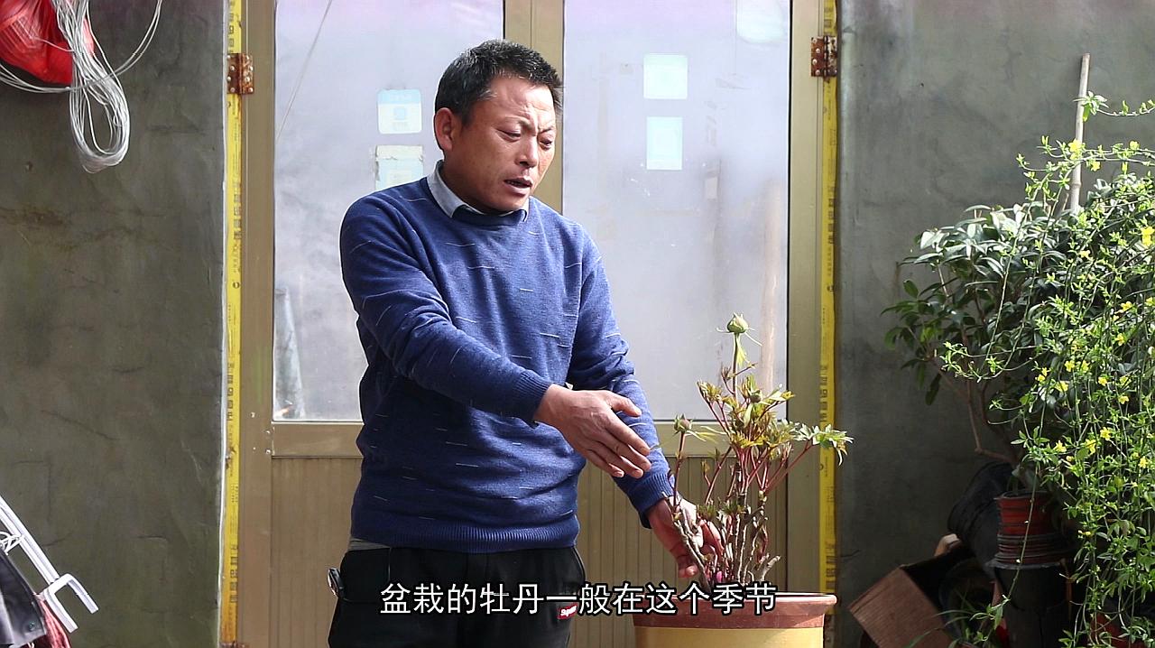 老板办公桌上绿植的摆放讲究有哪些呢？？