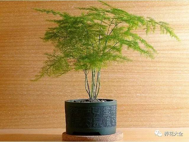 办公室绿植推荐：铜钱草、豆瓣绿，助你升职加薪走上人生巅峰